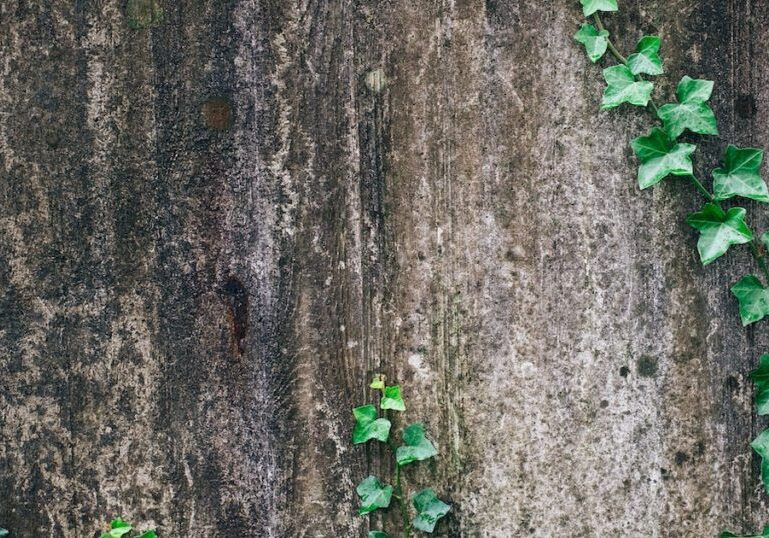 vine-creep